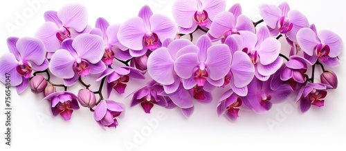 Close-Up of Purple Moth Orchids on a White Background