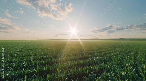 Sunburst over a lush green field under a clear sky. photo