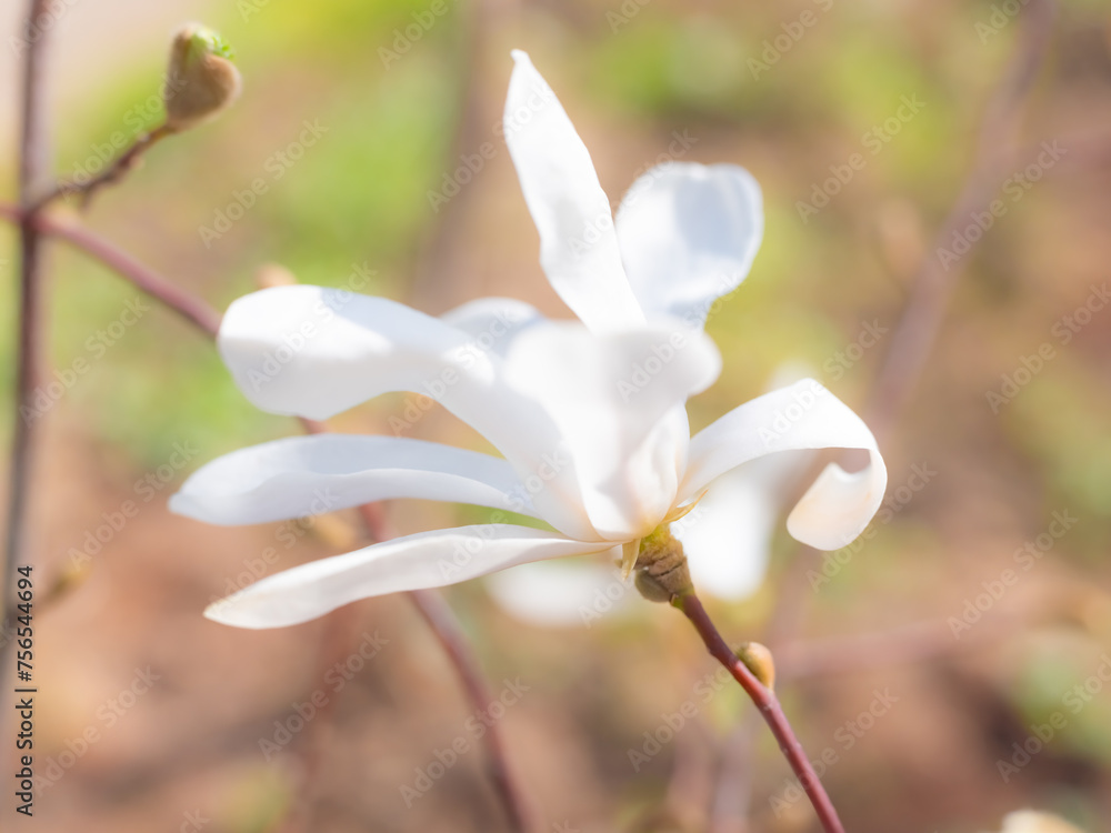 Fototapeta premium Mixed colorful flowers Nature background