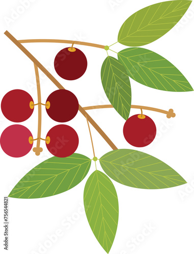 camu camu fruit leafs superfood