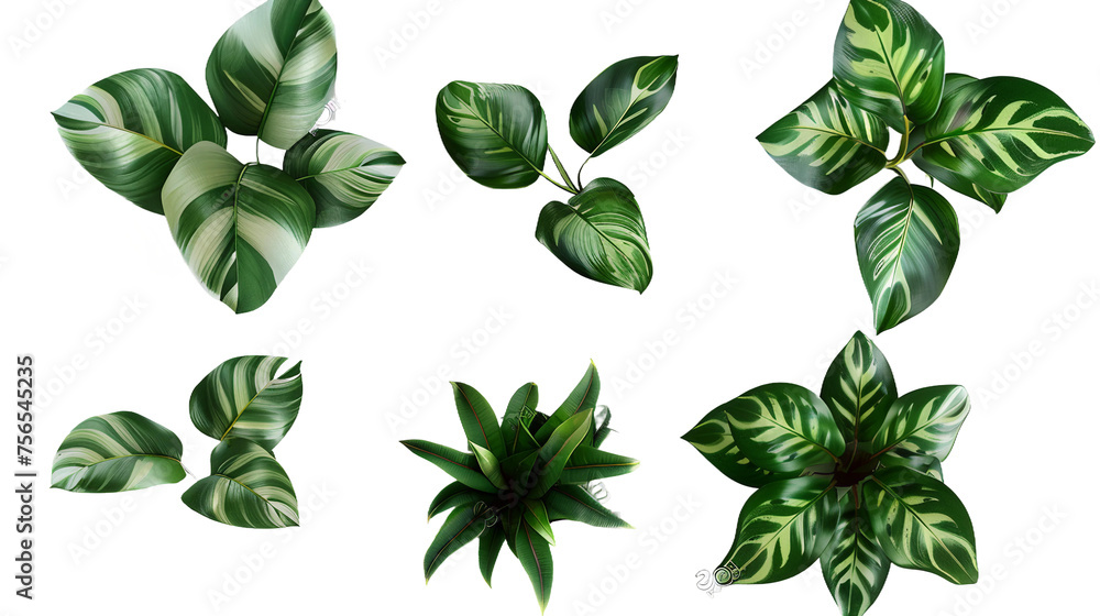 Calathea Leaves Set in 3D Digital Art, Top View Flat Lay Design, Isolated Transparent Background for Vibrant Houseplant Decor - obrazy, fototapety, plakaty 