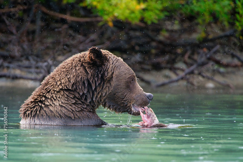 Alaskan Brown Bear (Ursus horribillus) fishing for salmon in Lake Clark National Park, Alaska