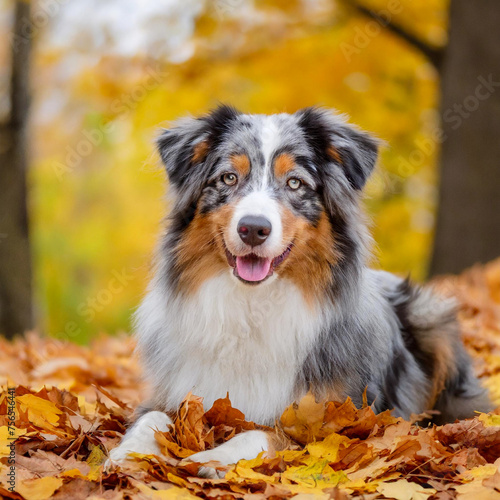Australian shepherd dog liying on autumn yellow leaves looking camera