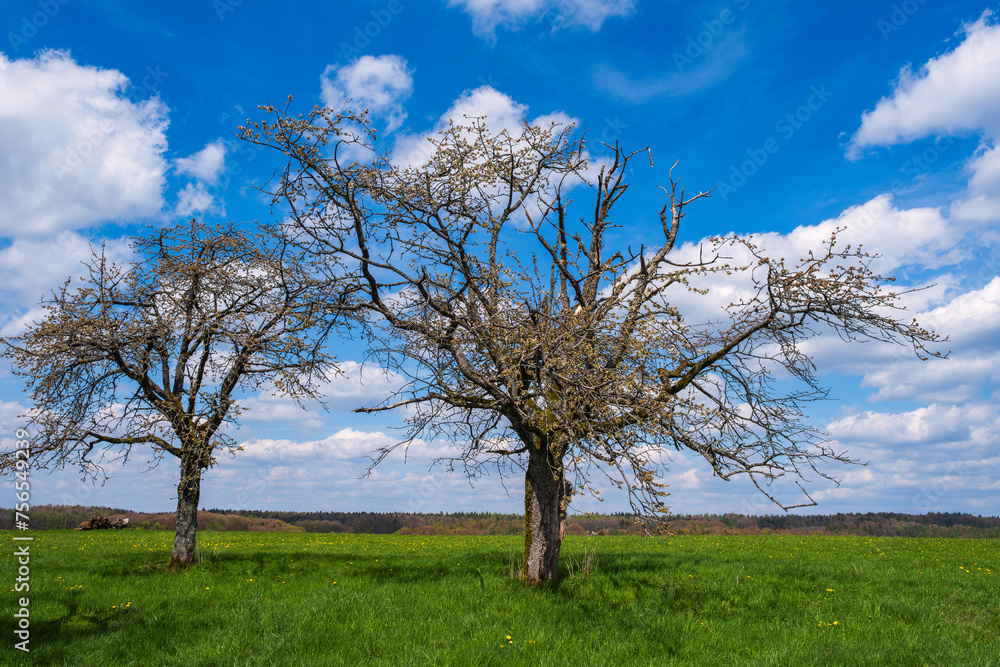 Blooming cherry trees under a white and blue sky in Geschwand - Germany in the Franconian Switzerland Blooming cherry trees under a white and blue sky in Geschwand - Germany in the Franconian Switzerland