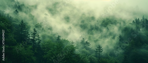 Misty Forest Morning, A serene forest scene enveloped in mist, with the sunlight gently filtering through the dense canopy of evergreens, casting a mystical glow over the verdant landscape.