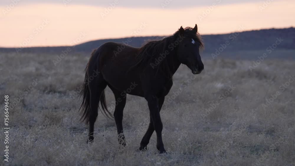 Wild Horse following the herd in the Utah desert at dusk. Wild Horse following the herd in the Utah desert at dusk.