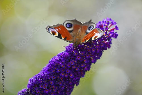 peacock butterfly on buddleia,pfauenauge auf sommerflieder