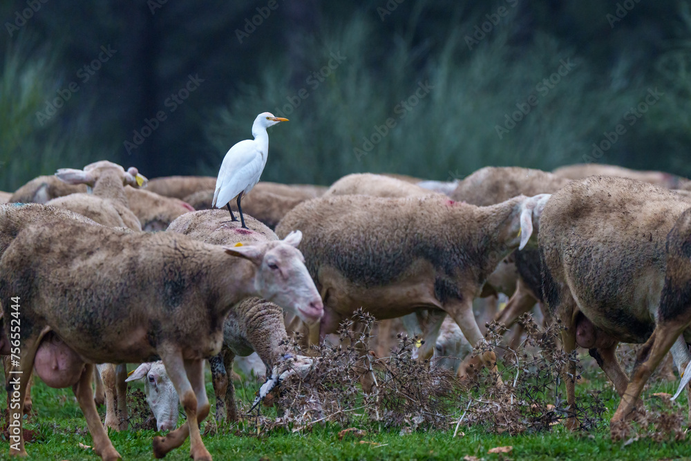 herd of sheep