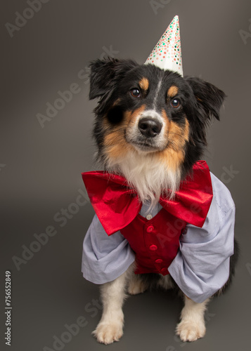 Portrait of a Black Tri Australian Shepherd dog wearing a party hat, bow tie, waistcoat and shirt photo