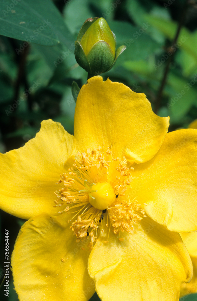 Fototapeta premium Hypericum beanii 'Gold Cup' , Millepertuis