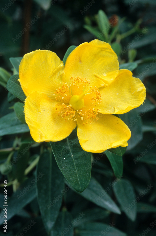 Hypericum patulumi 'Hidcote' , Millepertuis Hypericum patulumi 'Hidcote' , Millepertuis