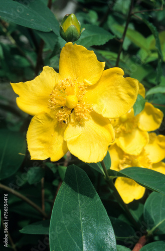Hypericum beanii 'Gold Cup' , Millepertuis © JAG IMAGES