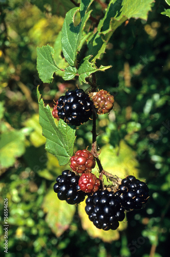 Rubus fructicosus, Ronce, Mûre photo