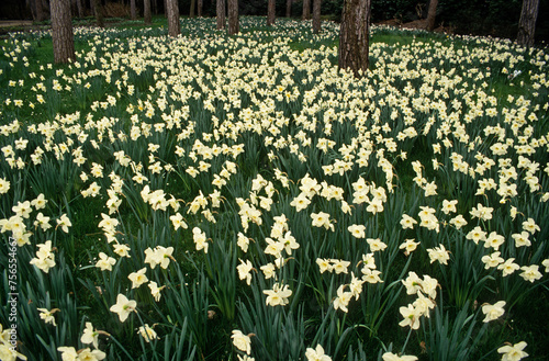 Narcissus cyclamineus 'February Gold' , Narcisse photo