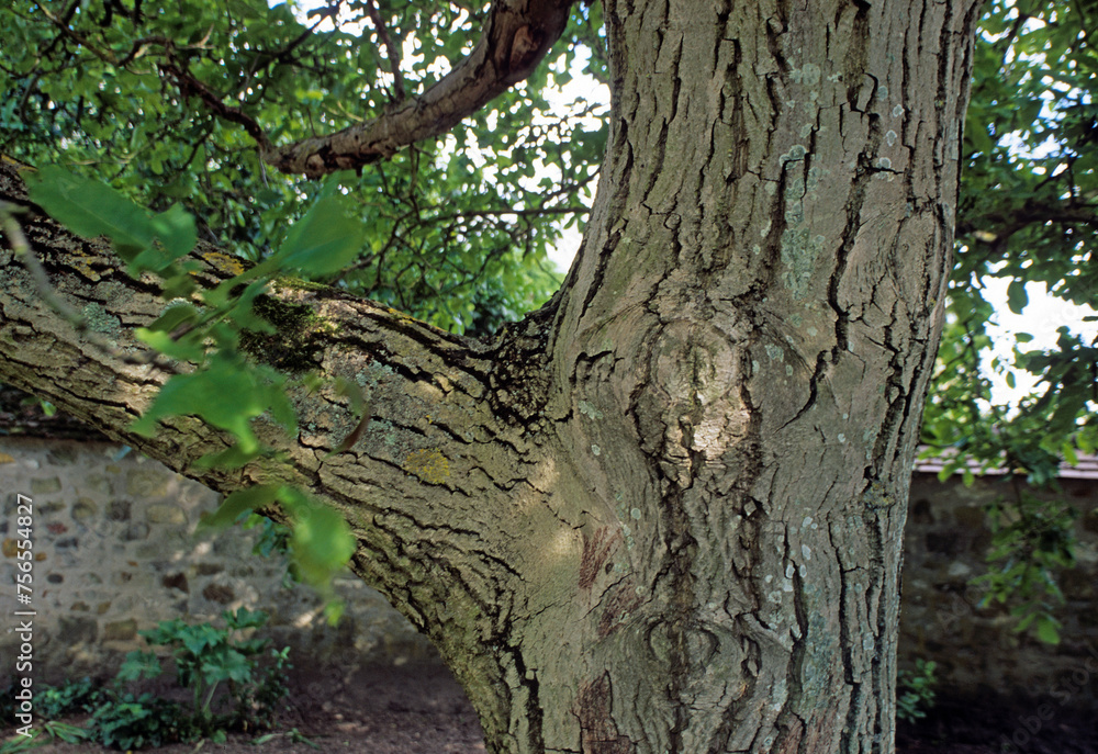 Juglans regia, Noyer, noix, tronc