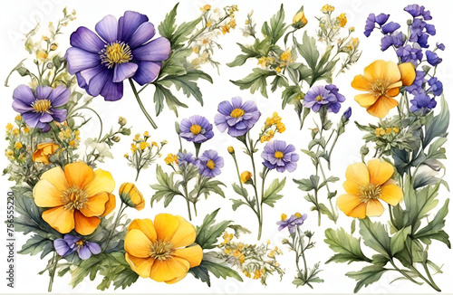 Set of meadow wreath of yellow, white, violet flower. Clipart blue bellflower, stellaria holostea, buttercup. Watercolor hand drawing illustration on isolate white background. For design of product photo