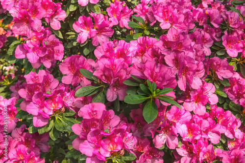 Fototapeta Naklejka Na Ścianę i Meble -  Blooming bush of magenta azalea flowers in sunlight. Floral spring pink background, close up view