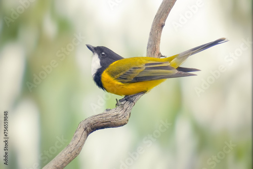 Male Golden Whistler (Pachycephala pectoralis) perched on a tree branch, Melbourne, Victoria, Australia photo