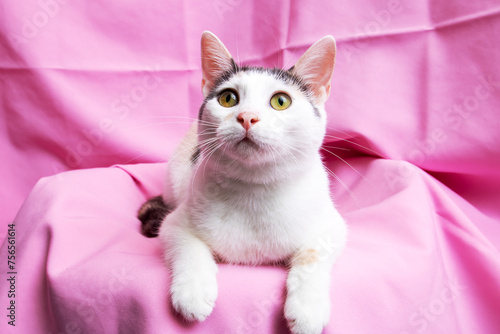 Funny White Kitten at home  portrait closeup