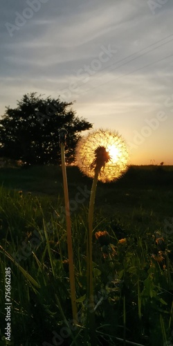 Zachód słońca za mniszkiem