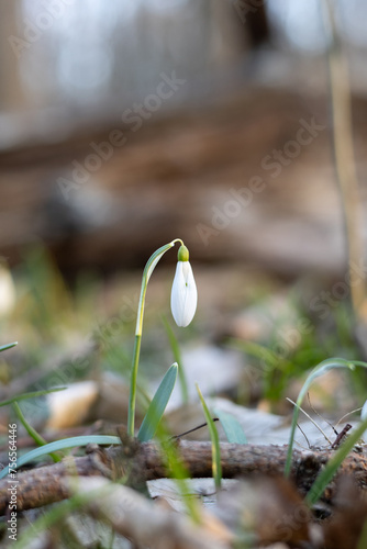 Early snowdrops in the spring forest