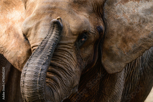 Photography アフリカゾウ