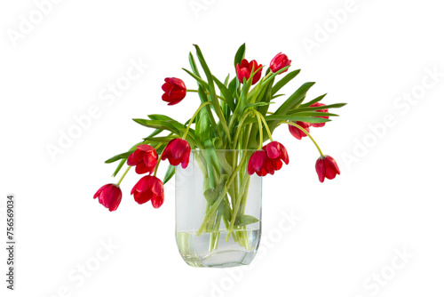 red tulips flower isolated on white background