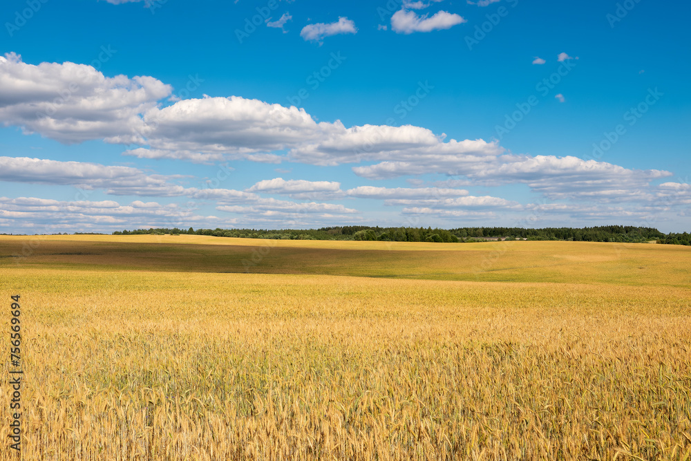 A vast agricultural field of wheat to the horizon. Harvest
