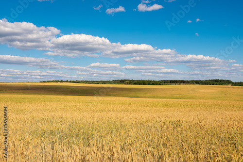A vast agricultural field of wheat to the horizon. Harvest