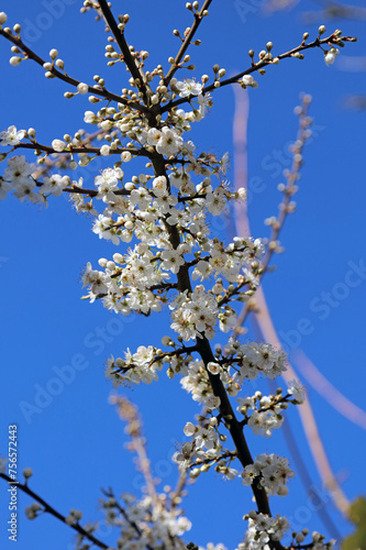 Branch of Blackthorn blossom, Shropshire England 
