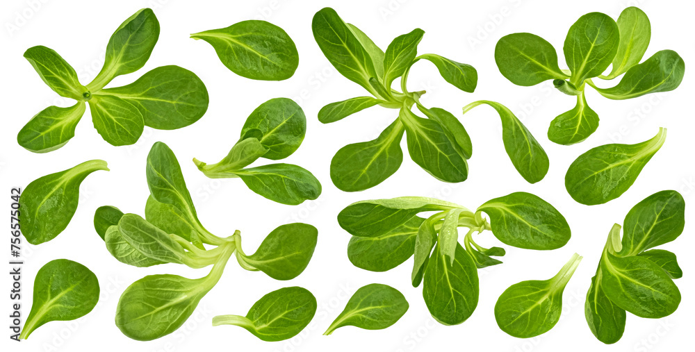 Fresh lamb lettuce, corn salad leaves isolated on white background