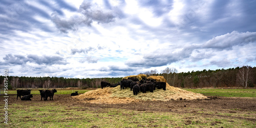 Galloway Rinder auf einem Heuhaufen einer Weide in der Oberlausitz 1