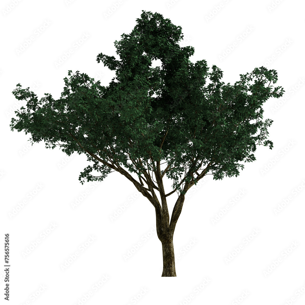 Obraz premium tree isolated on white background