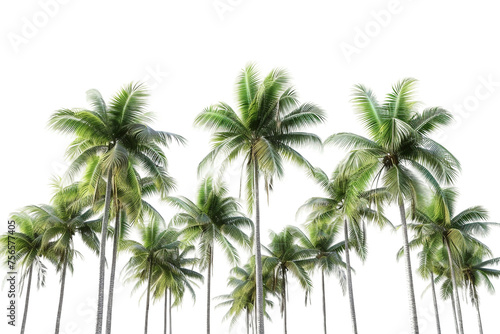 Tropical Oasis Palm Trees Isolated on Transparent Background