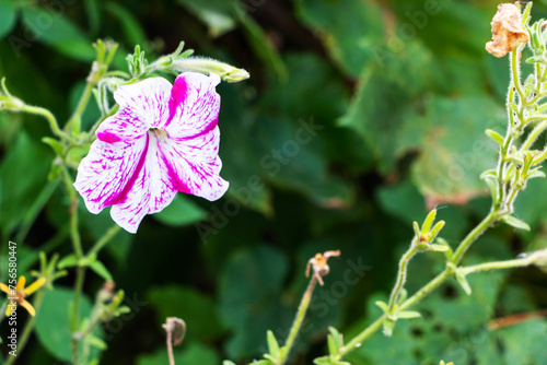 White and pink petunia blooms outdoors against green foliage in summer