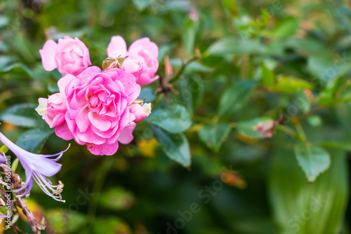 Beautiful blooming soft pink bush rose against a background of green foliage
