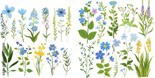 Wild flowers set. Floral herbal plants with blue blooms photo