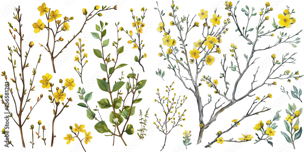 Set with isolated hand drawn blooming branches Set with isolated hand drawn blooming branches