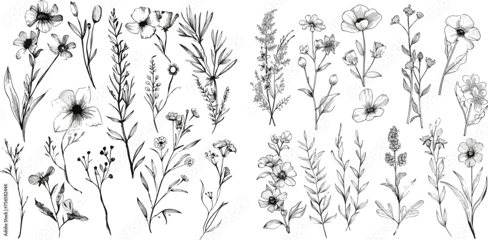 Vector collection of hand drawn plants - obrazy, fototapety, plakaty 