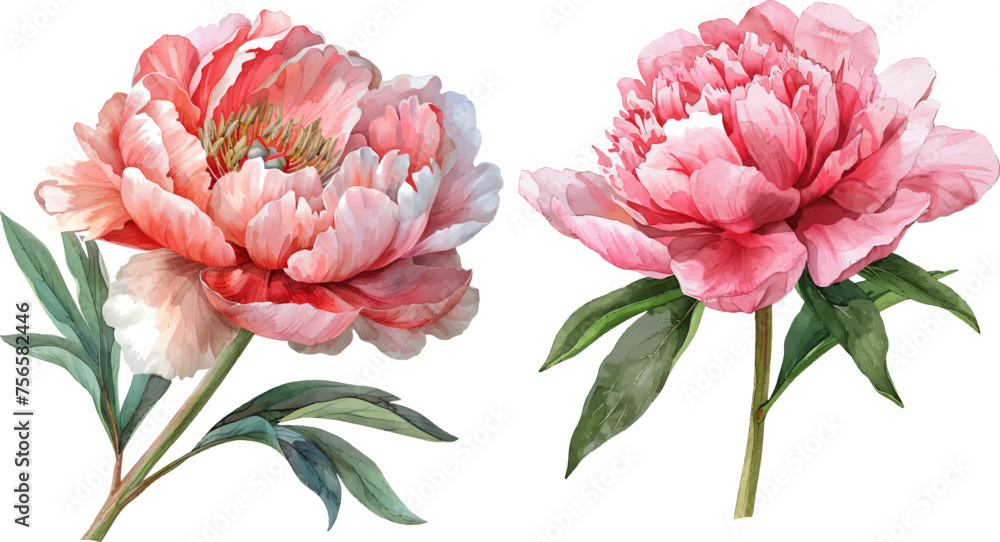 Watercolor illustration of a peony