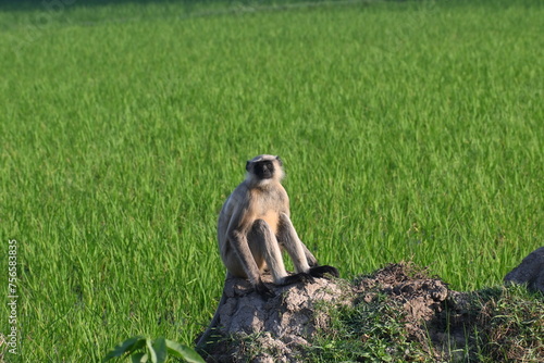 Canvas Print A langur monkey is seen sitting on the bund wall of an agricultural field