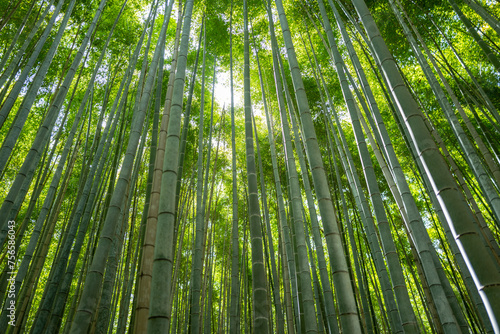 Bamboo forest in Arashiyama in Kyoto, Japan