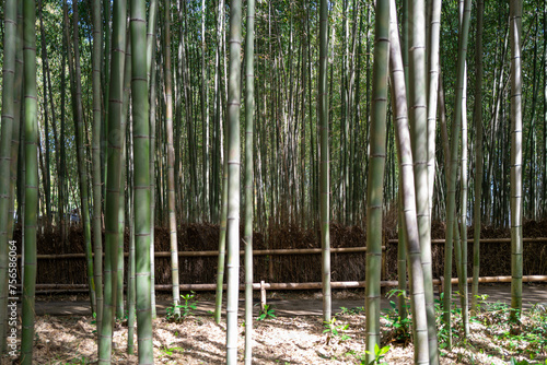 Bamboo forest in Arashiyama in Kyoto, Japan