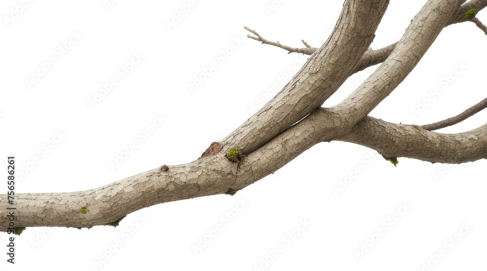 tree trunk isolated on white transparent background tree trunk isolated on white transparent background