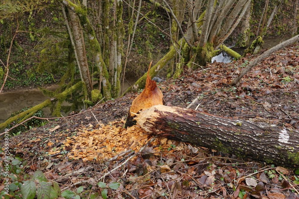 Schönes Tal mit Bach von Bieber bearbeit.