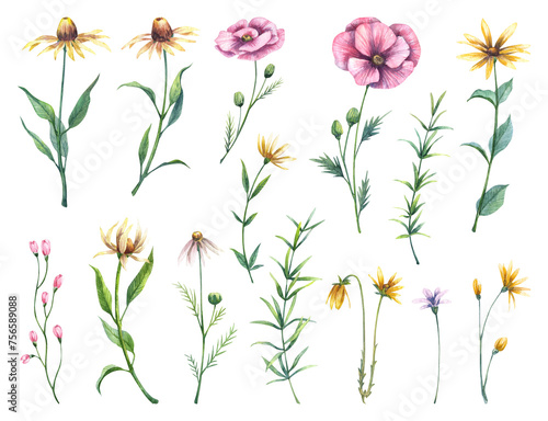 Cute vintage wild flowers set. Hand drawn watercolor blooming flowers on white background. Meadow floral collection. Peony, poppy, dandelion, chamomile, herbs (ID: 756589088)