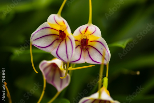 Detailed photography of the Masdevallia rimarima-alba orchid photo