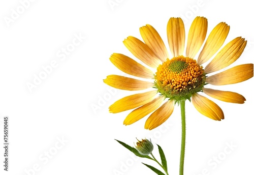 Arnika Blüte auf weissem Hintergrund