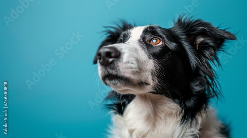 portrait of a black and white border collie dog in front of white background © PaulShlykov