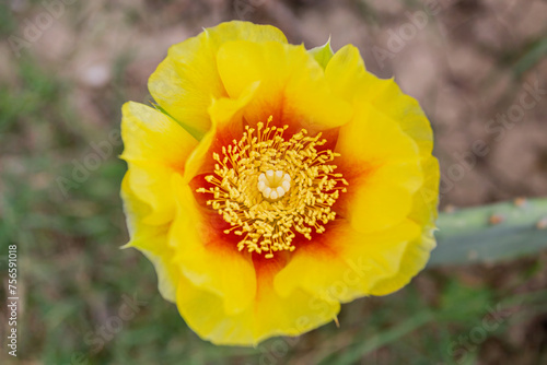 Yellow cactus flower in the garden close-up